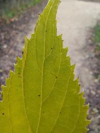 IMG_20201204_100813