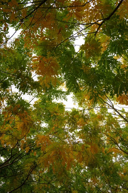 Test_Nikon_Z5_DSC_0061