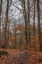 Test_Nikon_Z5_DSC_0769