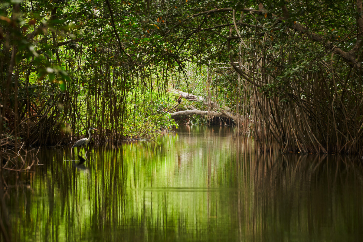 La mangrove en Colombie