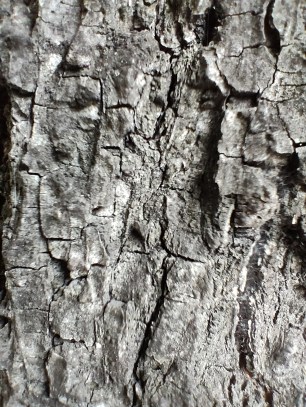 Mode macro du Find X3 Lite. // Source : Frandroid