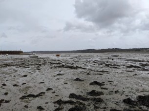 Photo Pixel 5 (3)