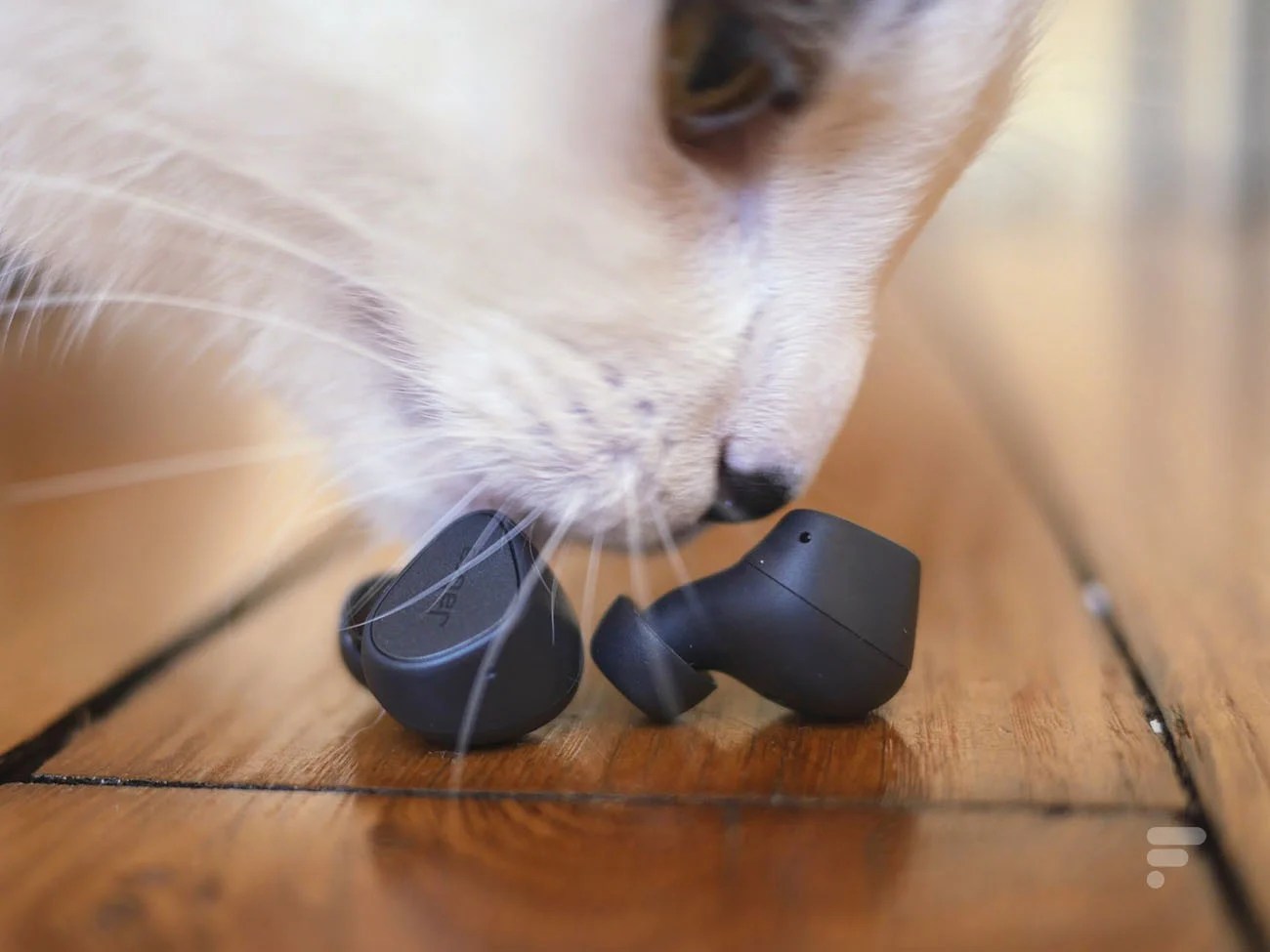 Les Jabra Elite 3 avec une patte de chat