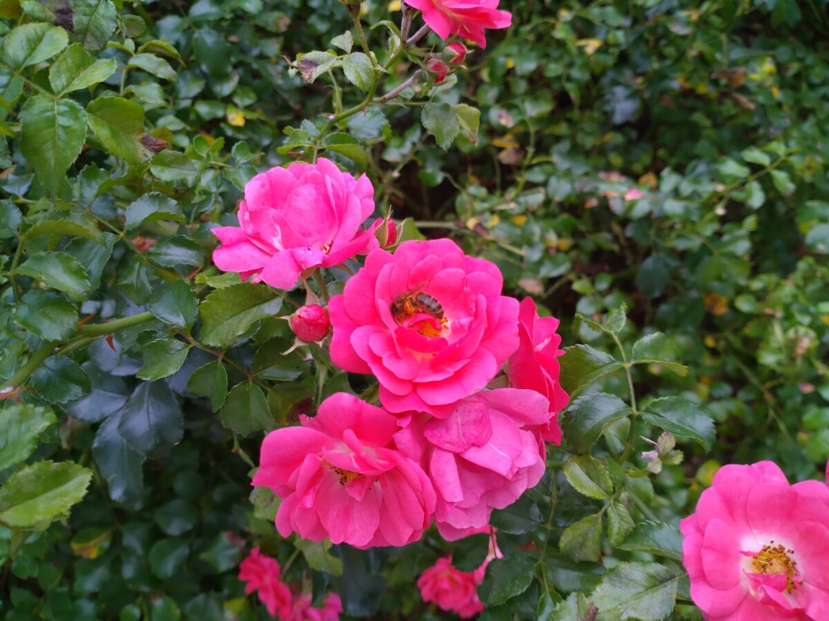 TCL 20 SE Photo 01