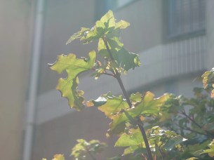 téléobjectif xperia Xperia 1 iii (29)