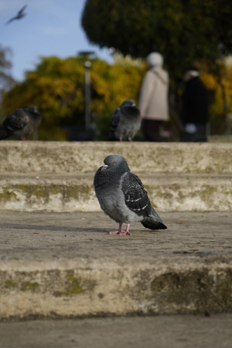 Photo prise avec la Sony A7 IV // Source : Olivier Gonin pour Frandroid