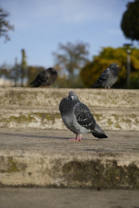 Photo prise avec la Sony A7 IV // Source : Olivier Gonin pour Frandroid