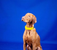 Le Smart Dog Collar permet un suivi de la santé cardiaque et respiratoire des chiens // Source : Invoxia