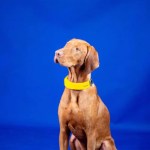 Invoxia Smart Dog Collar : les chiens aussi ont leur objet connecté pour suivre leur santé