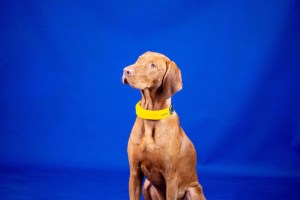 Le Smart Dog Collar permet un suivi de la santé cardiaque et respiratoire des chiens // Source : Invoxia