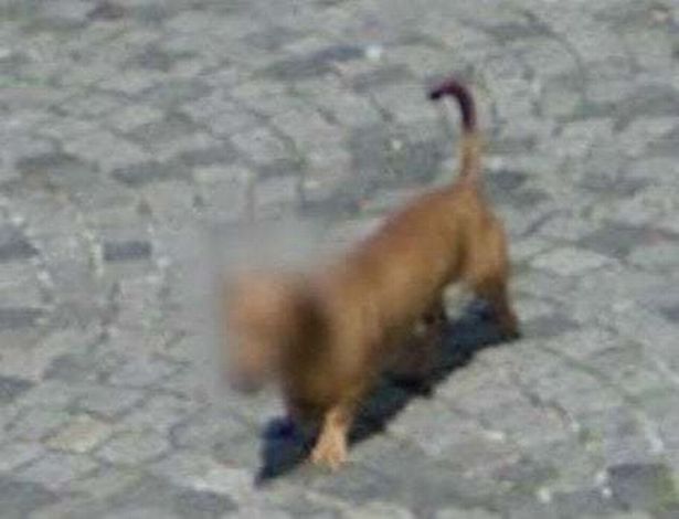 1_Dog-blur-faces-on-Google-Maps