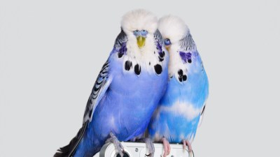 Deux perroquets beaucoup trop mignons perchés sur le Nothing phone (1) // Source : Nothing