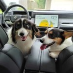 Rivian copie Tesla et prend soin des animaux de compagnie à bord des voitures