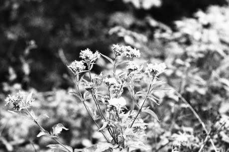 fleurs en noir et blanc