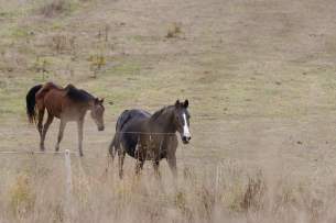 chevaux dans un pré