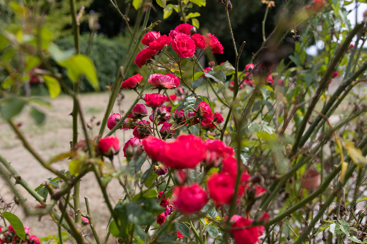 roses dans un jardin