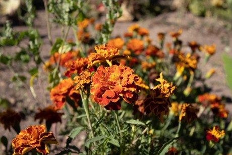 fleurs dans un jardin