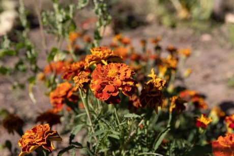 fleurs dans un jardin