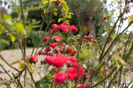 roses dans un jardin