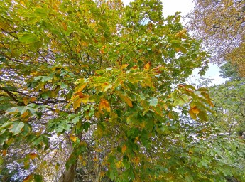 IMG_20221109_130051_HDR