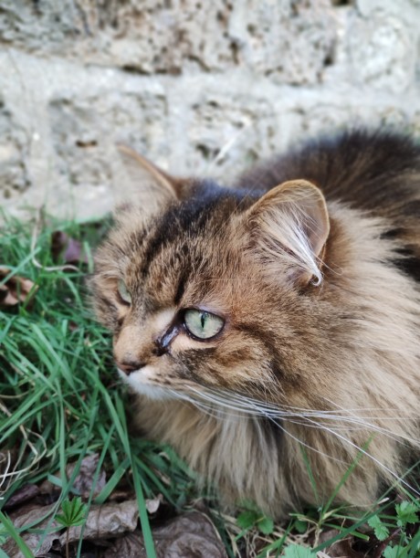 Motorola Moto Edge 53 portrait (1)