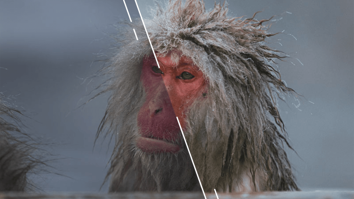 Les presets Lightroom permettent de donner du style à vos photos