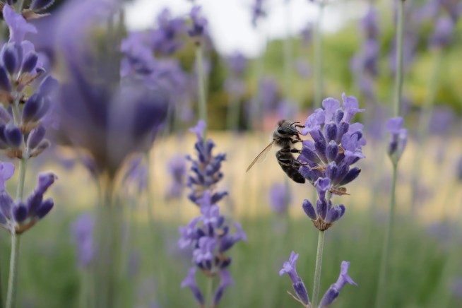 Photo capturée avec le Canon EOS R50