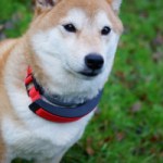 Test de l’Invoxia Smart Collar : l’Apple Watch du chien Test de l’Invoxia Smart Collar : l’Apple Watch du chien