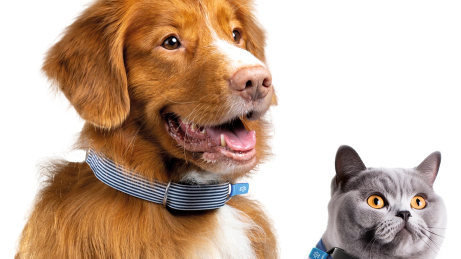 Collier GPS (traceur) Weenect Pour Chat à Lyon, Avec Abonnement