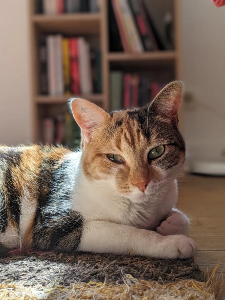 Pixel 7a : le chat le plus mignon du monde