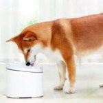 Ce soir uniquement, cette fontaine à eau connectée Xiaomi pour vos animaux de compagnie est à -50 % Ce soir uniquement, cette fontaine à eau connectée Xiaomi pour vos animaux de compagnie est à -50 %