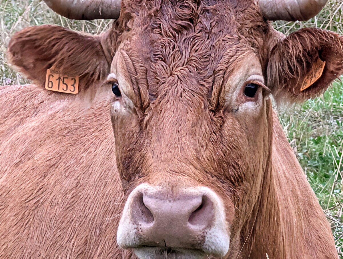 Google Pixel 9 Pro XL avec zoom amélioré