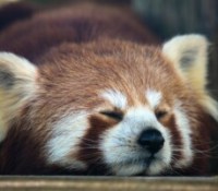 À peine sorti, le mystérieux générateur d’images « Red Panda » fait mieux que Midjourney ou Dall-E