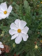 Samsung Galaxy A16 Exemple Photo (3)