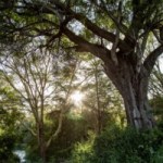 Ce simulateur de feux de forêt peut prédire les risques pour chaque maison sur Terre