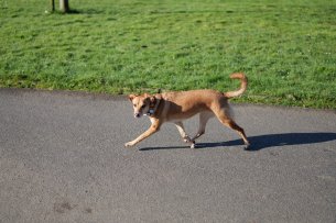 test-panasonic-s1rII-18