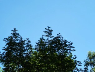 Honor 400 (4)