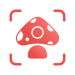 Picture Mushroom
