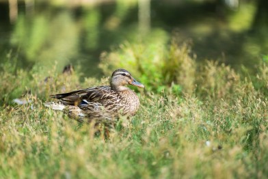 test-panasonic-lumix-s1II-25