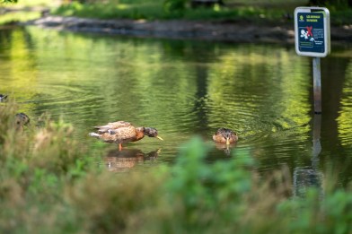test-panasonic-lumix-s1II-26