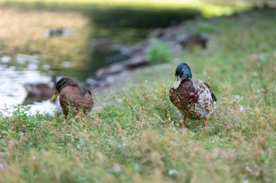 test-panasonic-lumix-s1II-27