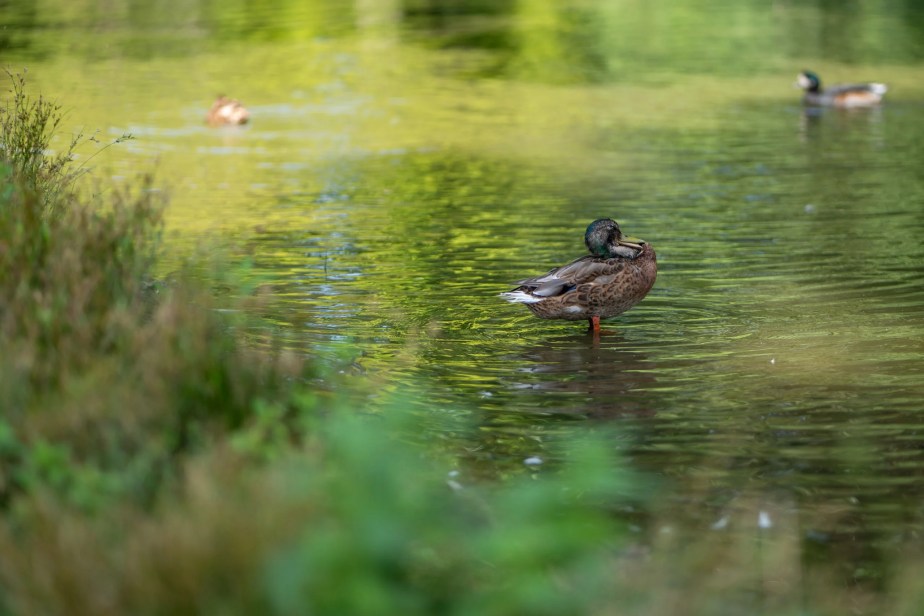 test-panasonic-lumix-s1II-28