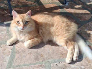 Galaxy A17 5G - Zoom 2x 10