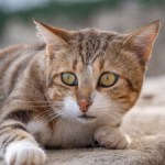 Autofocus des appareils photo : tout comprendre à la détection de contraste, la corrélation de phase, la détection de sujets ou les moteurs optiques