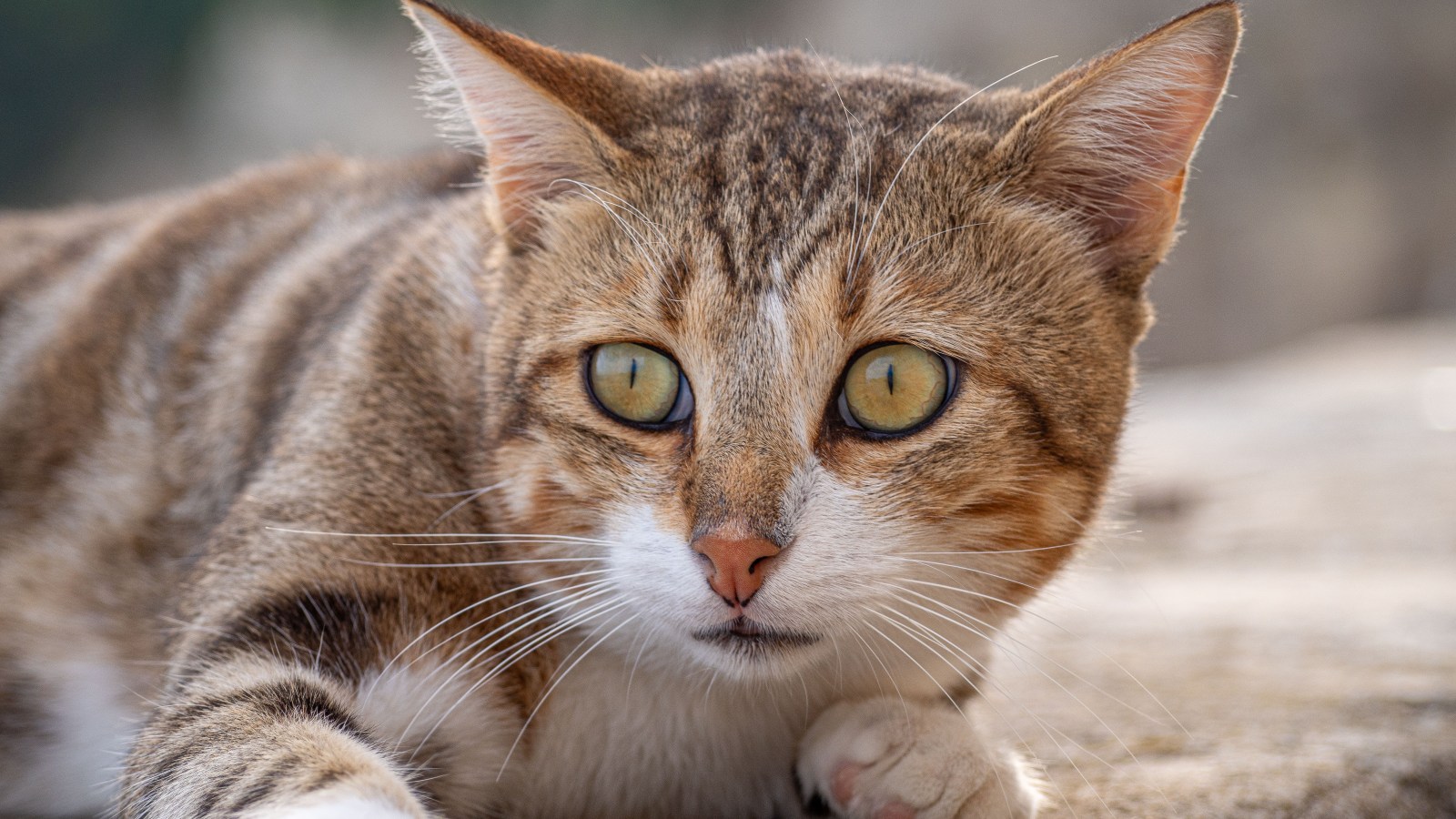 Autofocus des appareils photo : tout comprendre Ã  la dÃ©tection de contraste, la...