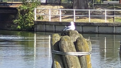 Galaxy S25 FE - Zoom 20x 6
