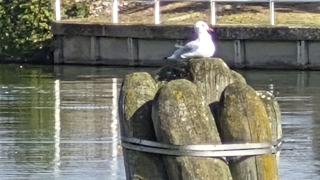 Galaxy S25 FE - Zoom 30x 6
