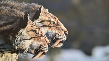 Hisense PT1 // Source : Sylvain Pichot - Frandroid