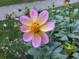 IMG_20250930_173803 IMG_20250930_173803