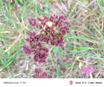 IMG_20251011_123102_2